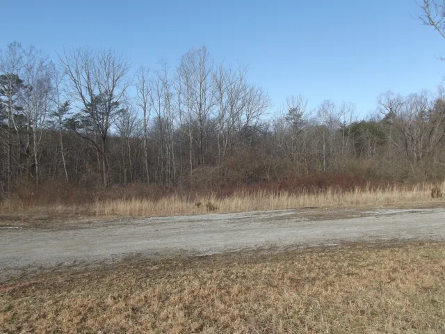 a view of dirt yard with large tree