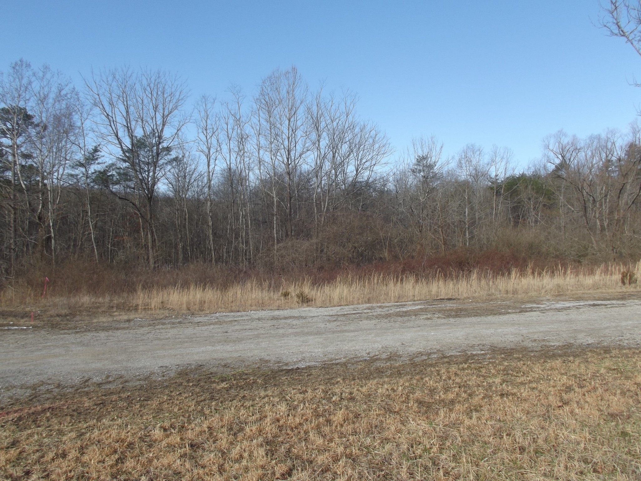 0 Main Street Palmer, TN 37365 - Photo 14 of 35 a view of dirt yard with large tree