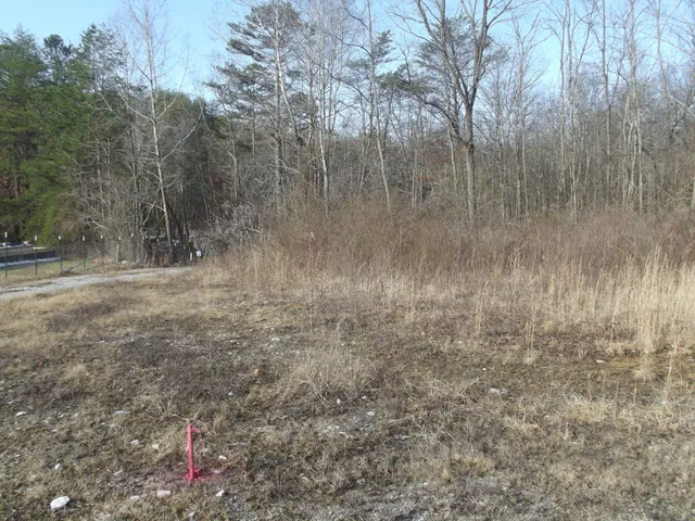 a view of a dry yard with trees