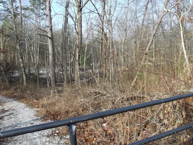 a view of trees from a window