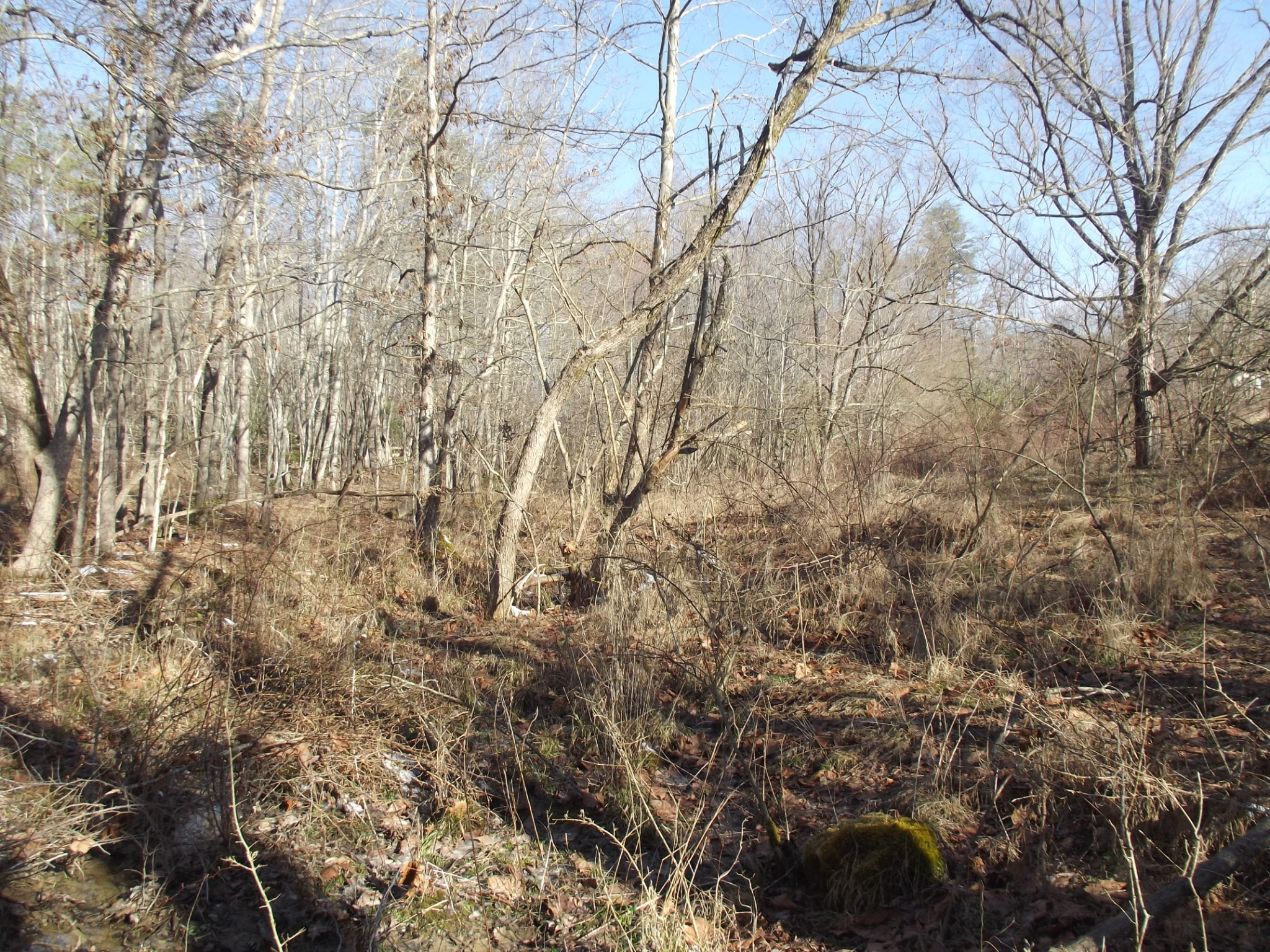 0 Main Street Palmer, TN 37365 - Photo 20 of 35 a view of a yard