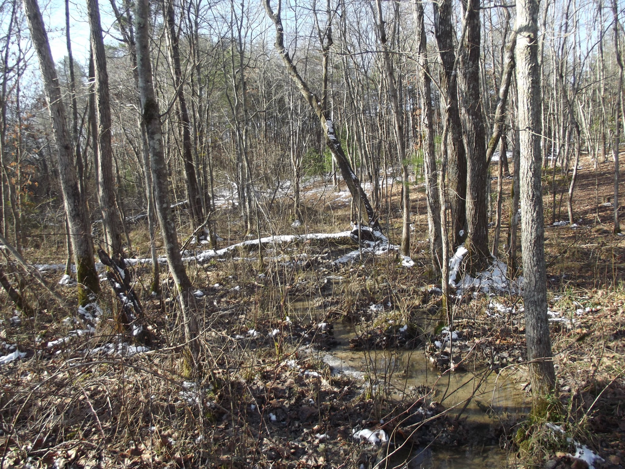 0 Main Street Palmer, TN 37365 - Photo 22 of 35 a view of forest