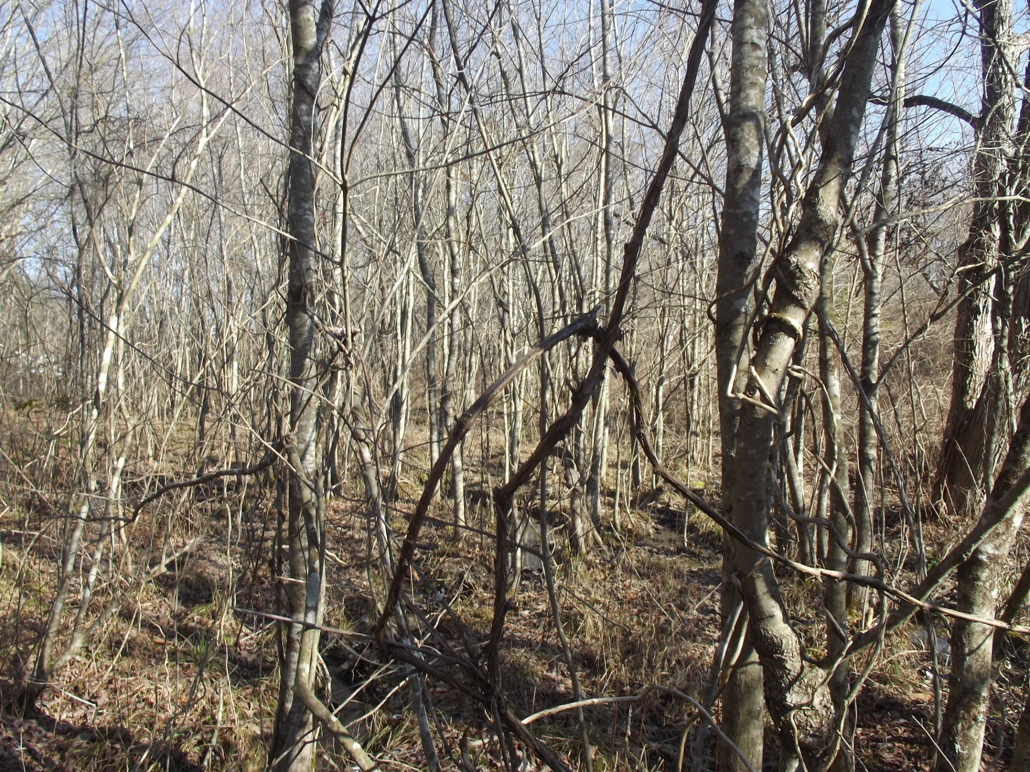 0 Main Street Palmer, TN 37365 - Photo 23 of 35 a view of tree