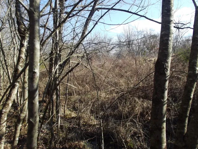 a view of a yard with large trees