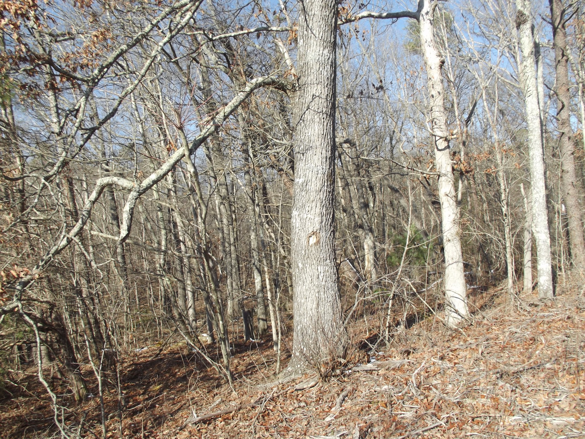 0 Main Street Palmer, TN 37365 - Photo 25 of 35 a view of a yard with large trees