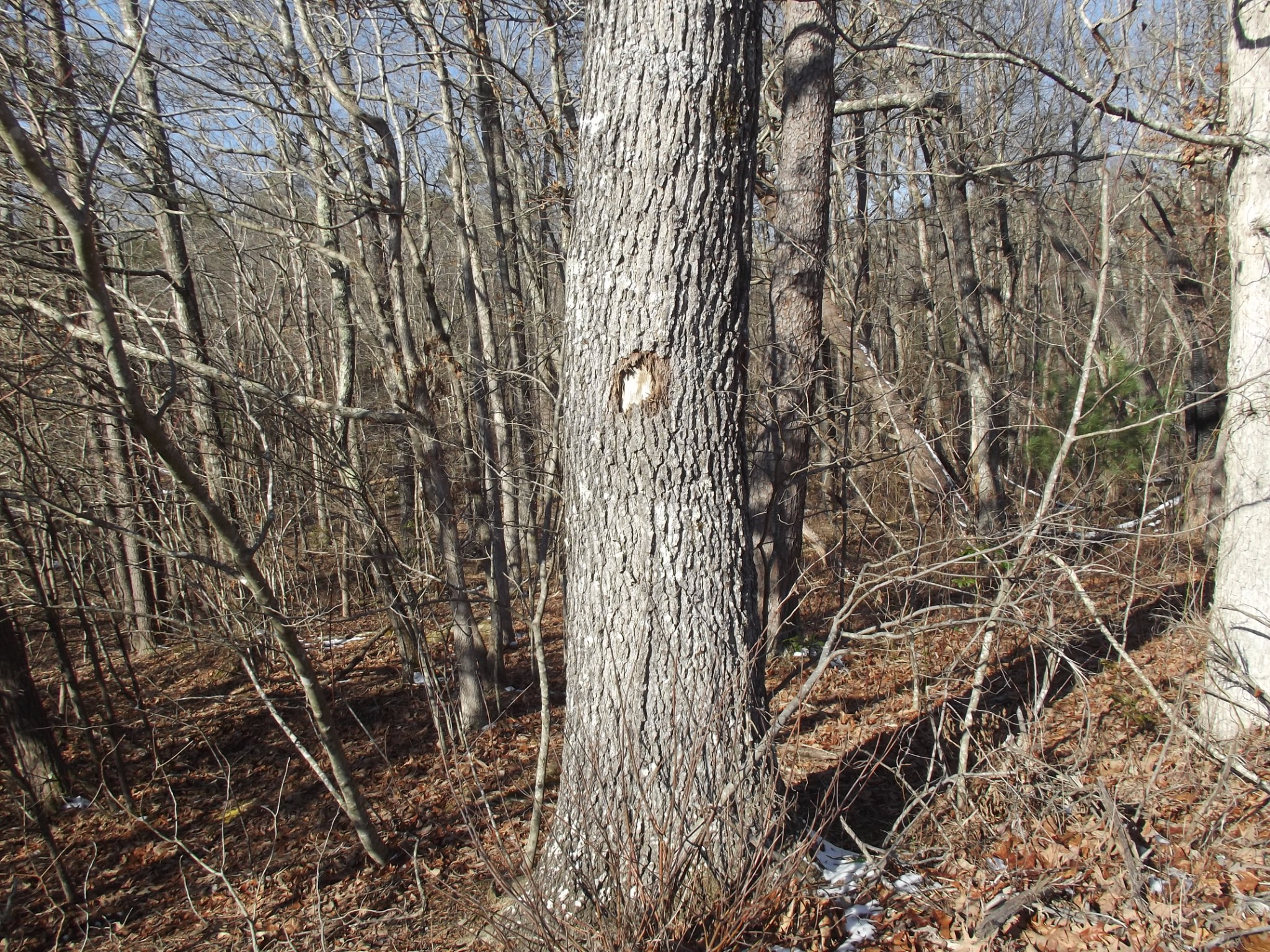 0 Main Street Palmer, TN 37365 - Photo 26 of 35 a view of tree