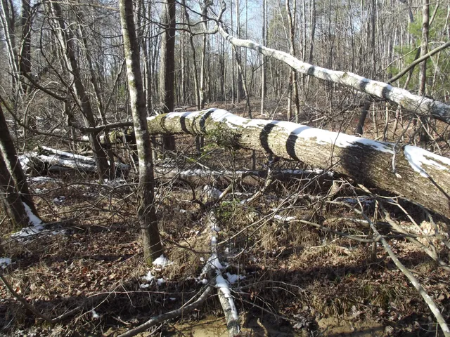 a view of a forest with trees