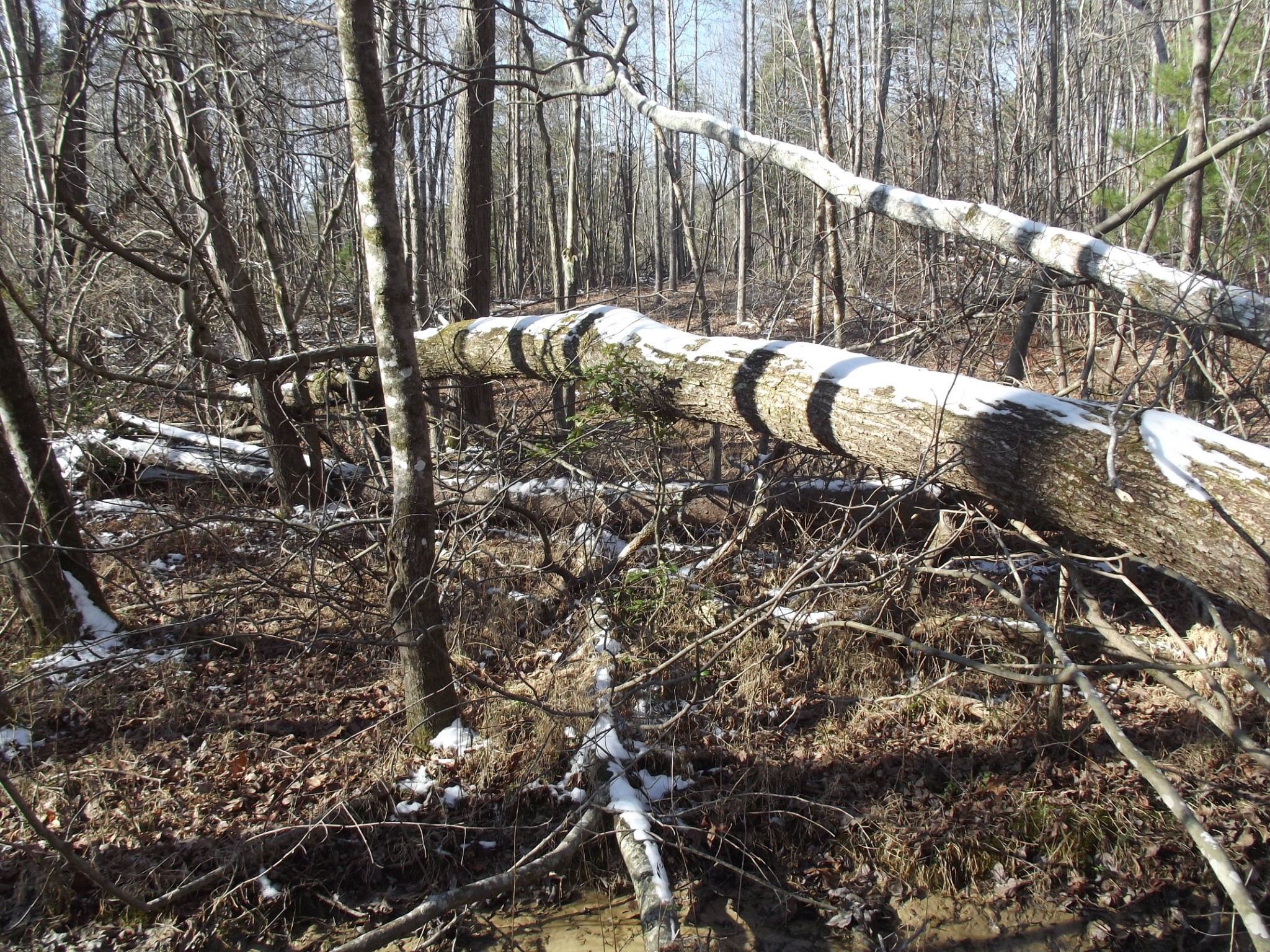 0 Main Street Palmer, TN 37365 - Photo 27 of 35 a backyard of a house with table and chairs