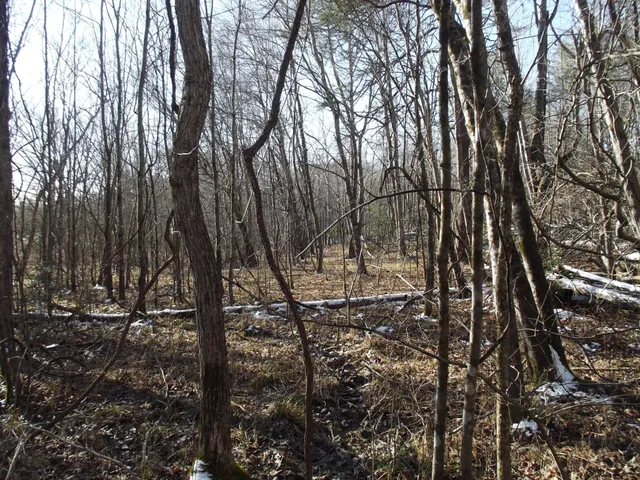 a view of a forest filled with trees