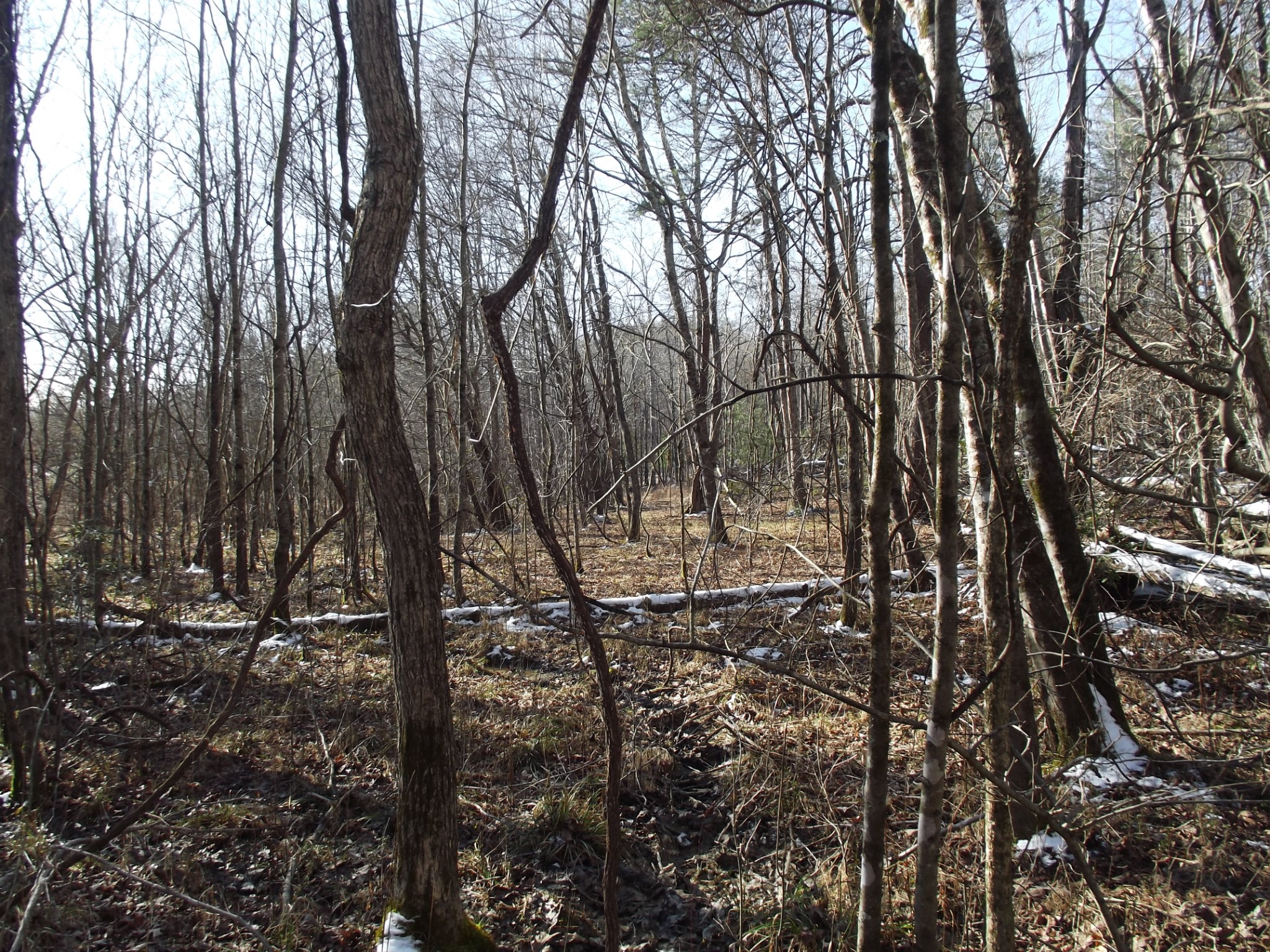 0 Main Street Palmer, TN 37365 - Photo 28 of 35 a backyard of a house with lots of green space