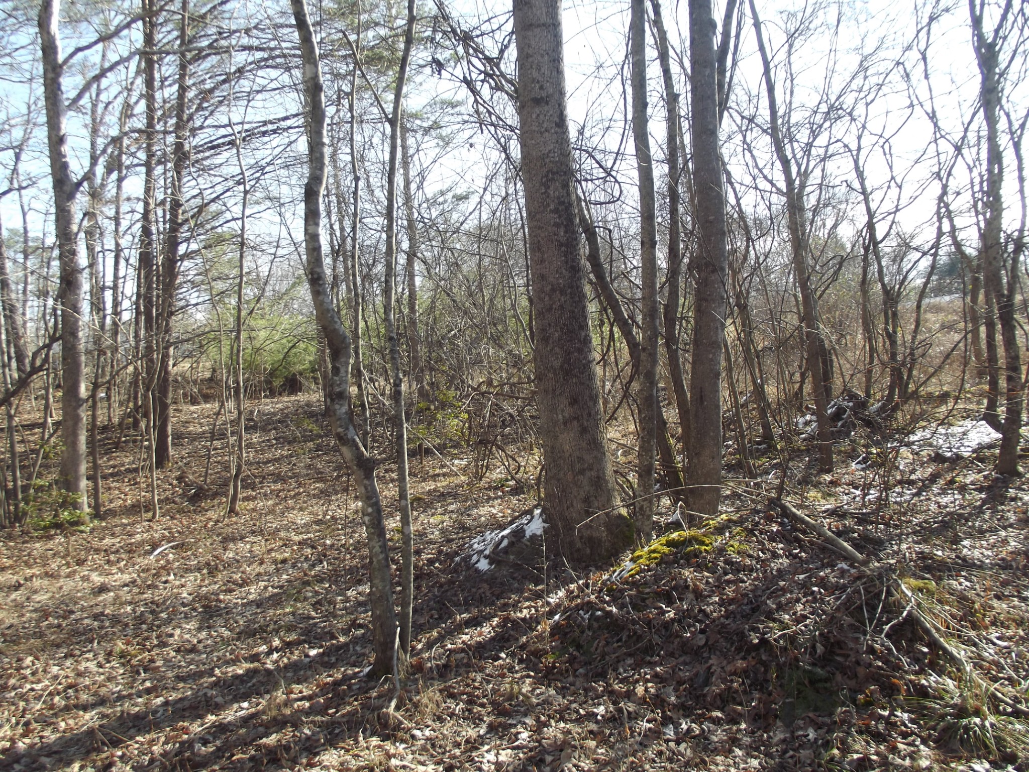0 Main Street Palmer, TN 37365 - Photo 29 of 35 a view of a forest with trees