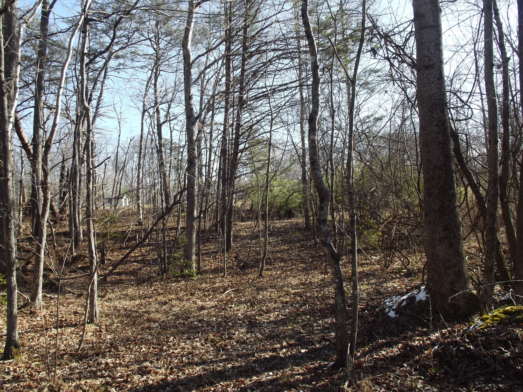 0 Main Street Palmer, TN 37365 - Photo 30 of 35 a view of a forest filled with trees