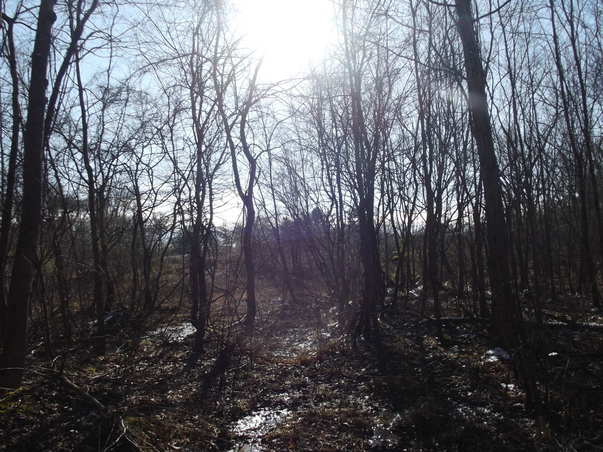 0 Main Street Palmer, TN 37365 - Photo 31 of 35 a view of outdoor space and covered with trees