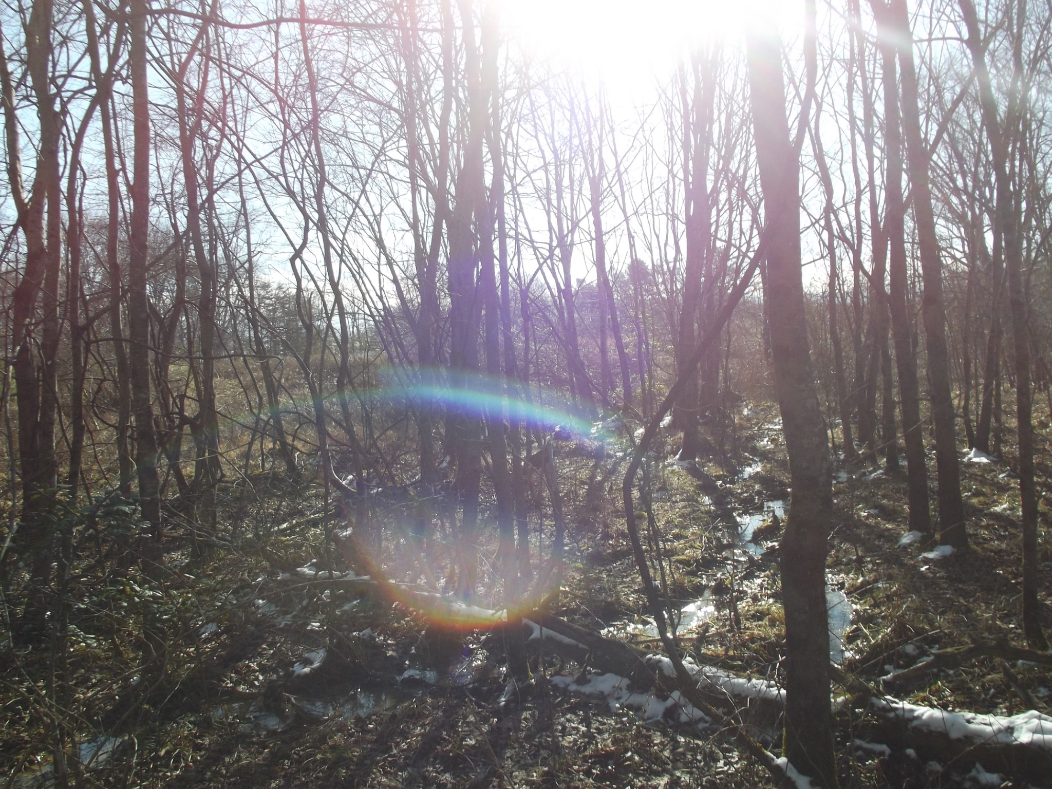 0 Main Street Palmer, TN 37365 - Photo 33 of 35 a view of forest