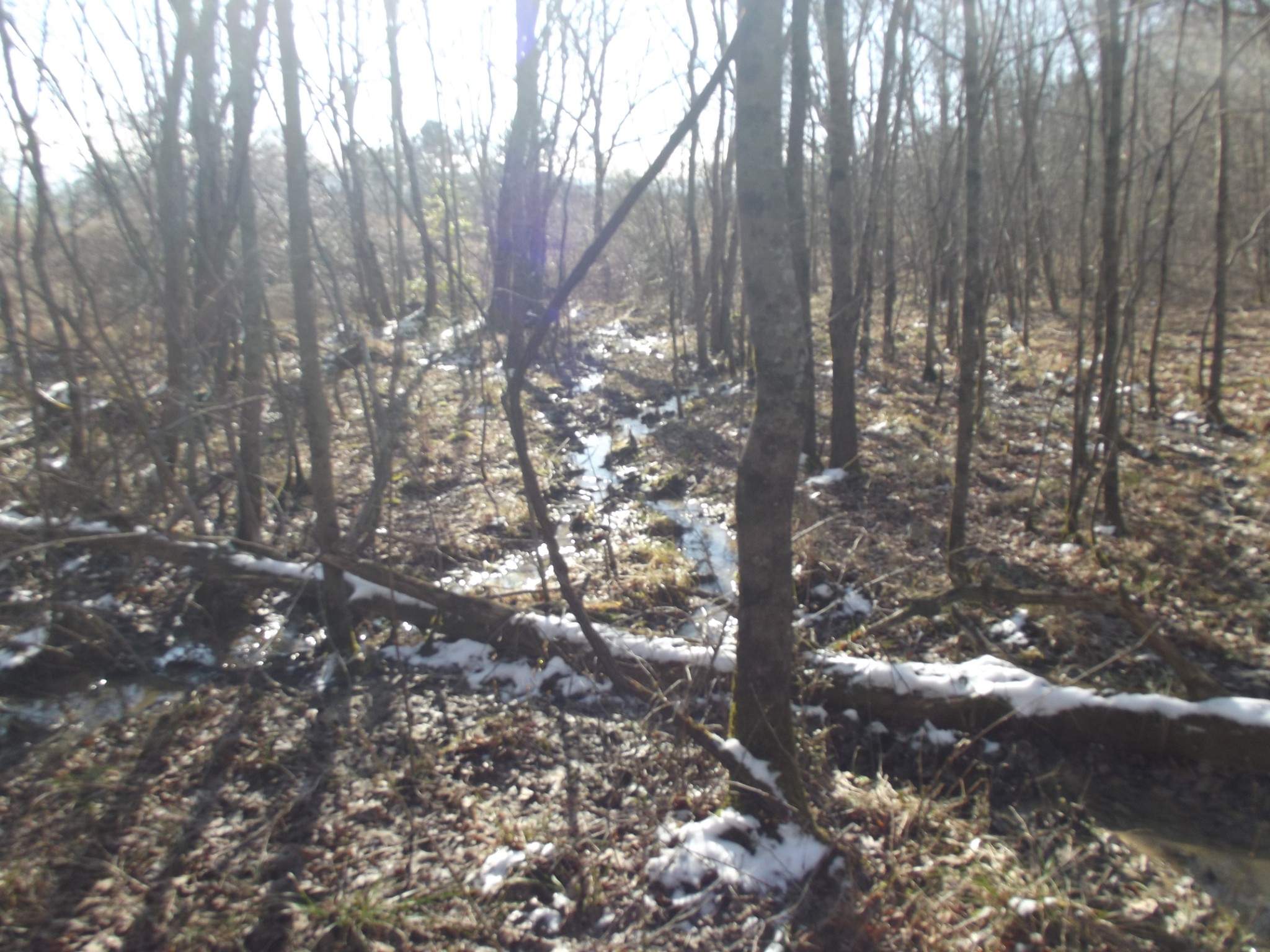 0 Main Street Palmer, TN 37365 - Photo 34 of 35 a view of tree