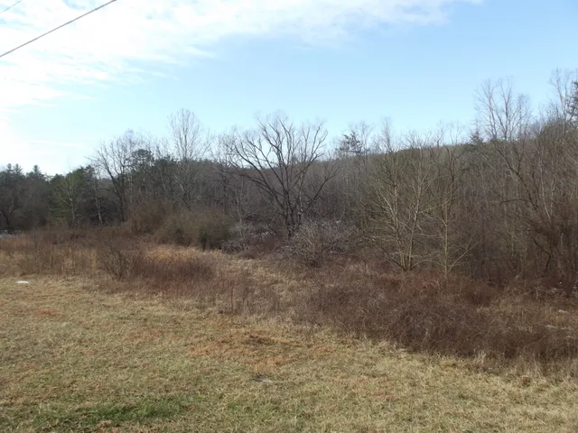 a view of a dry yard with trees