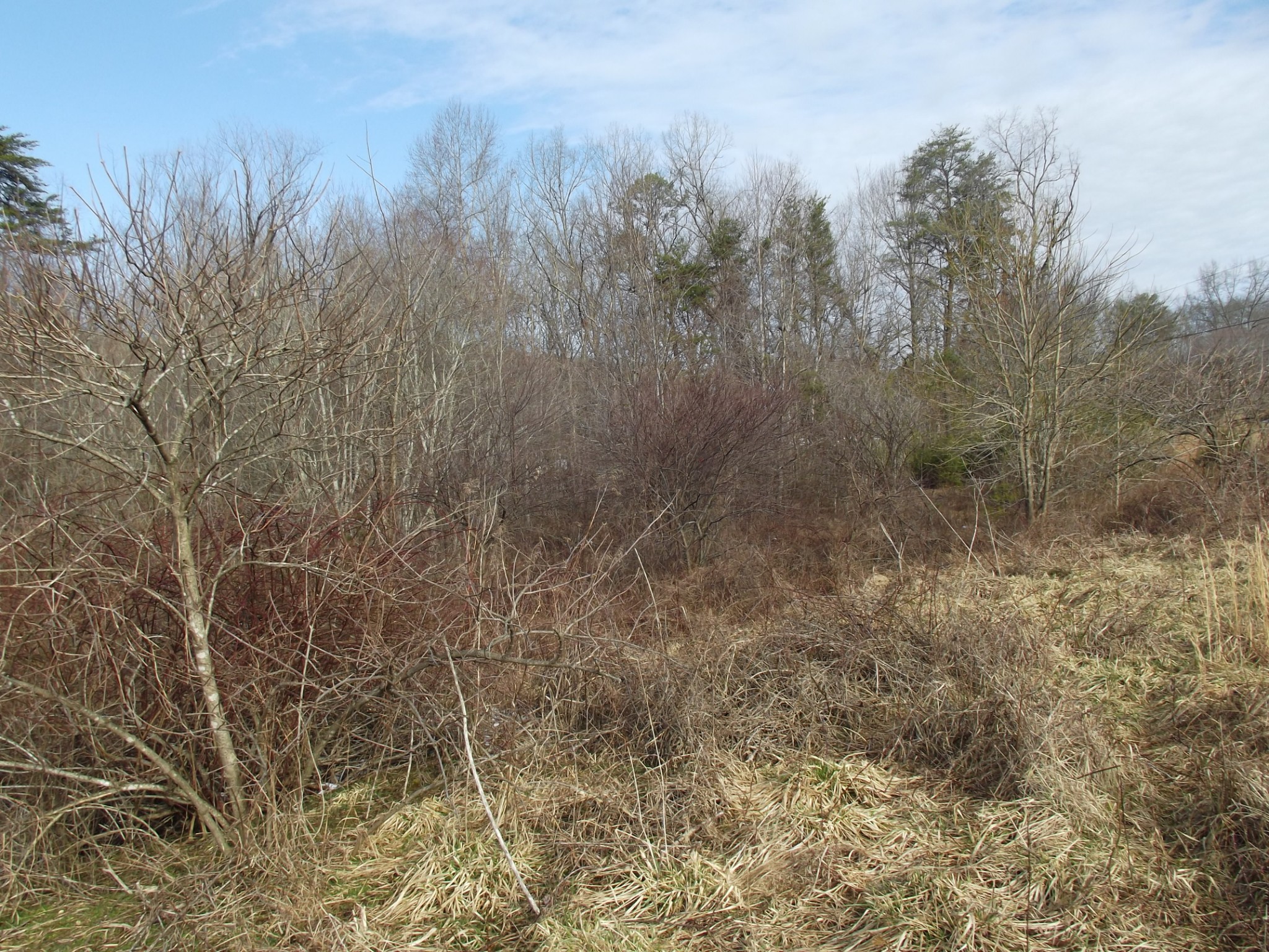 0 Main Street Palmer, TN 37365 - Photo 10 of 35 a view of a yard