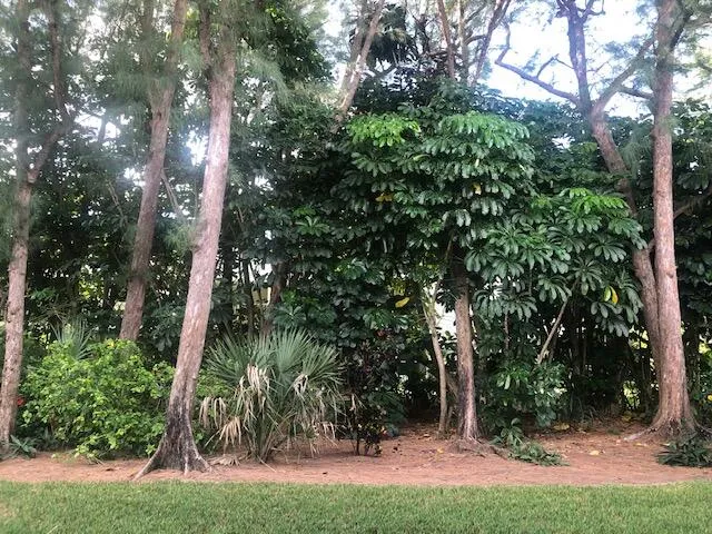 a view of a garden with flowers