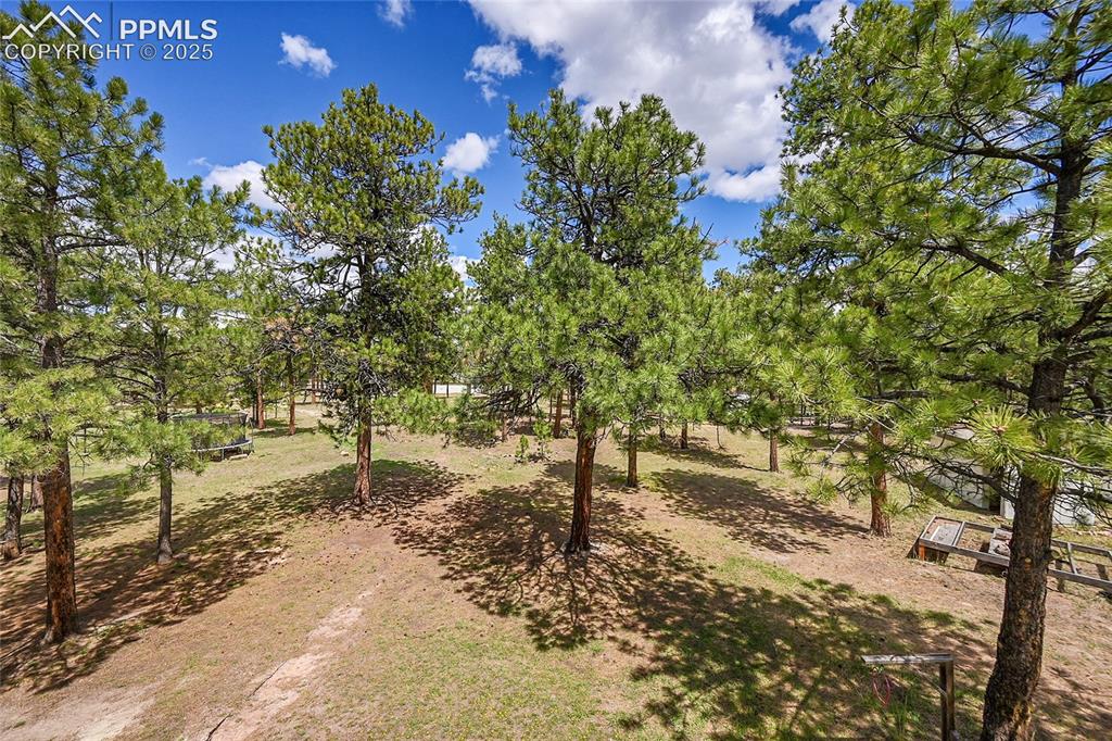 17350 Goshawk Road Colorado Springs, CO 80908 - Photo 48 of 50 a view of a yard with trees
