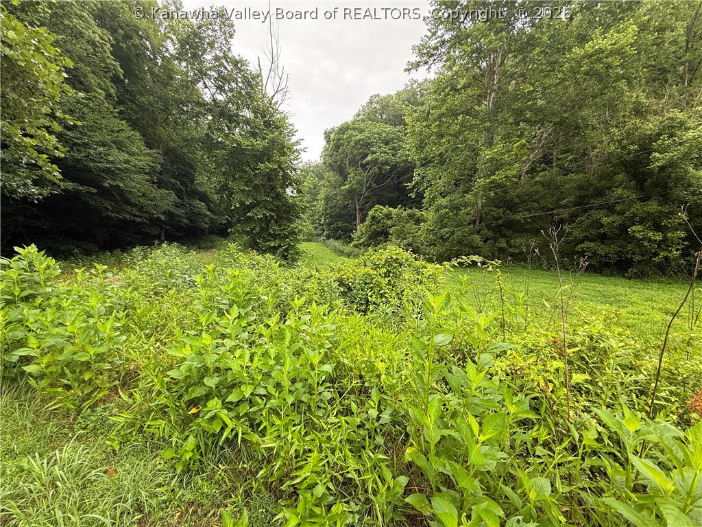 Tbd Upper Mud River Road Alkol, WV 25501 - Photo 9 of 27 Gallery Image 9