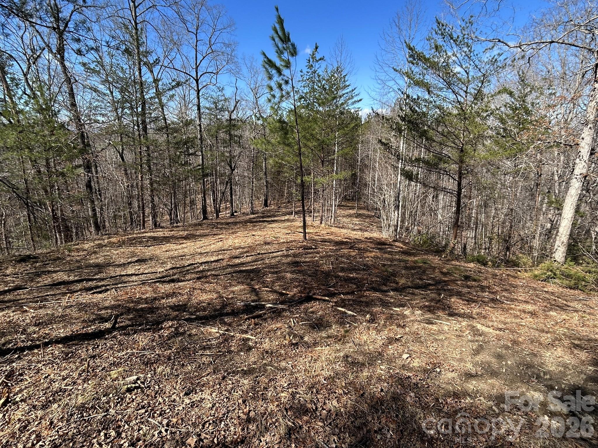 0 Millcreek Way Rutherfordton, NC 28139 - Photo 16 of 32 a view of dirt yard with large trees