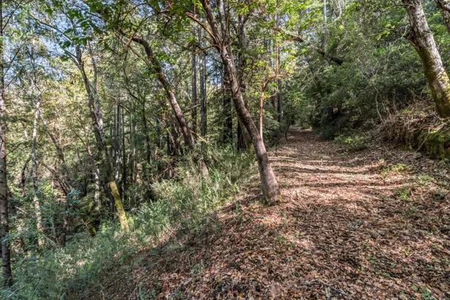 a view of a yard with a tree