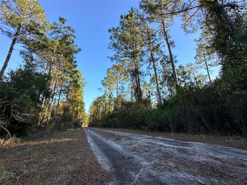 143 Roebuck Road Georgetown, FL 32139 - Photo 1 of 1 Gallery Image 1