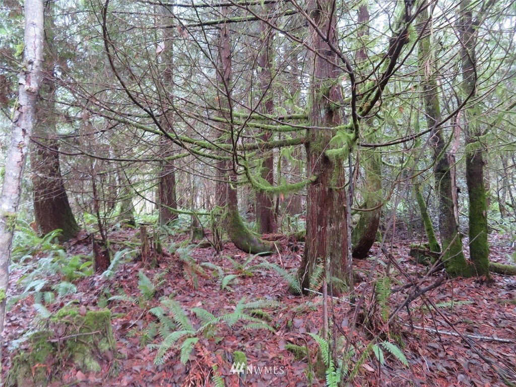 -off Off Cousins Road Chehalis, WA 98532 - Photo 1 of 30