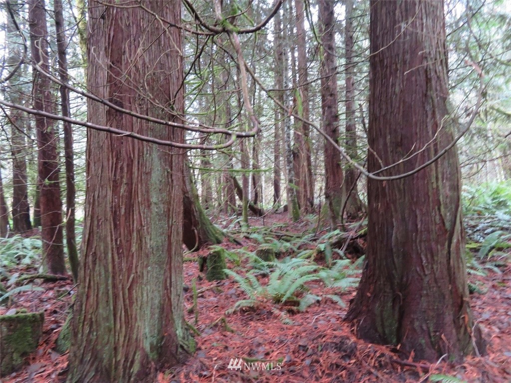 -off Off Cousins Road Chehalis, WA 98532 - Photo 3 of 30