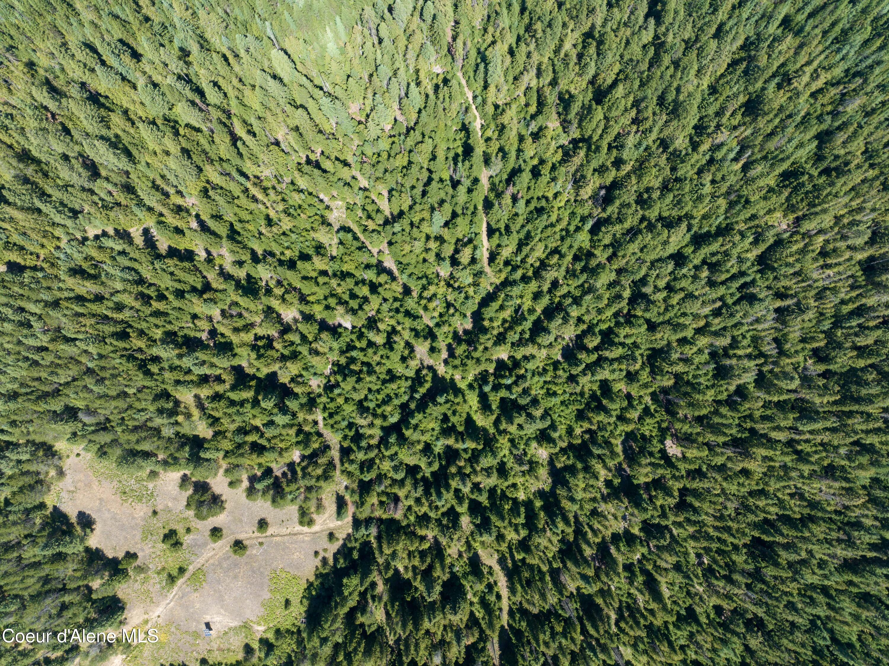30-acres Lamb Creek Road Priest River, ID 83856 - Photo 8 of 12 Nicely Treed