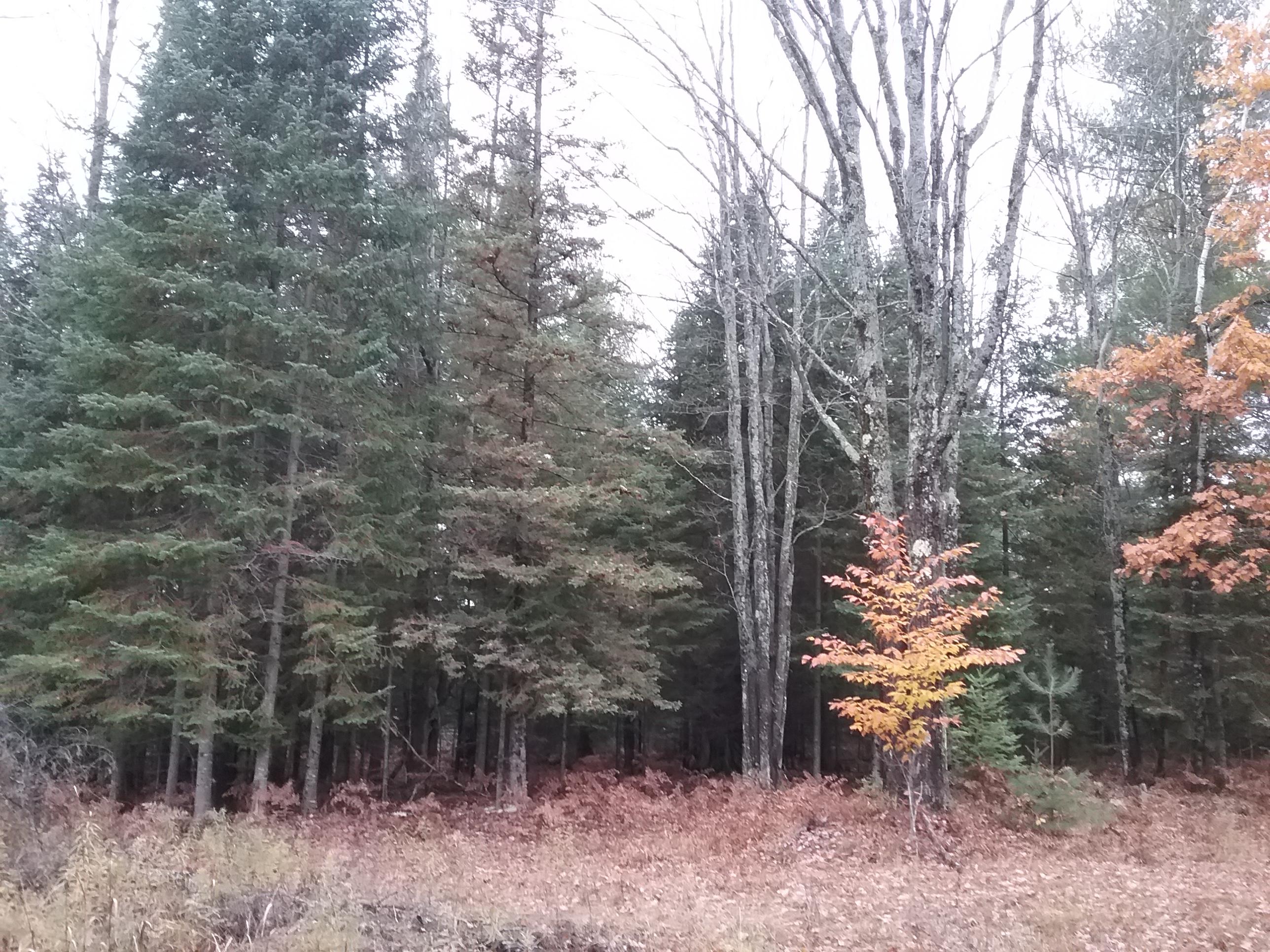 West Ostrander Road Afton, MI 49705 - Photo 6 of 11 Gallery Image 6