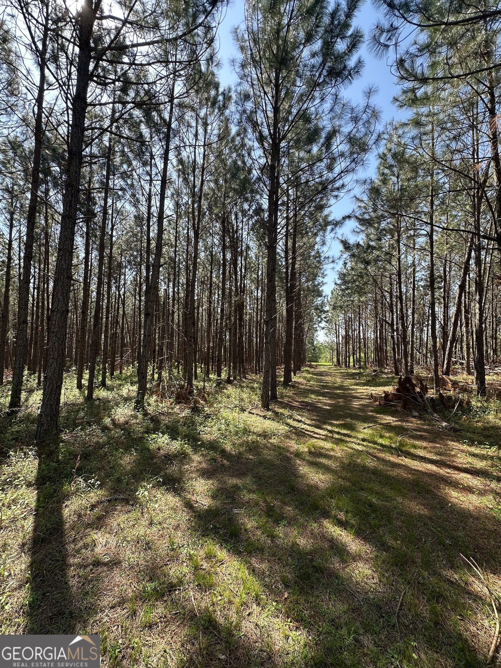 0 Sardis Church Road Kite, GA 31049 - Photo 7 of 8 a view of yard with trees