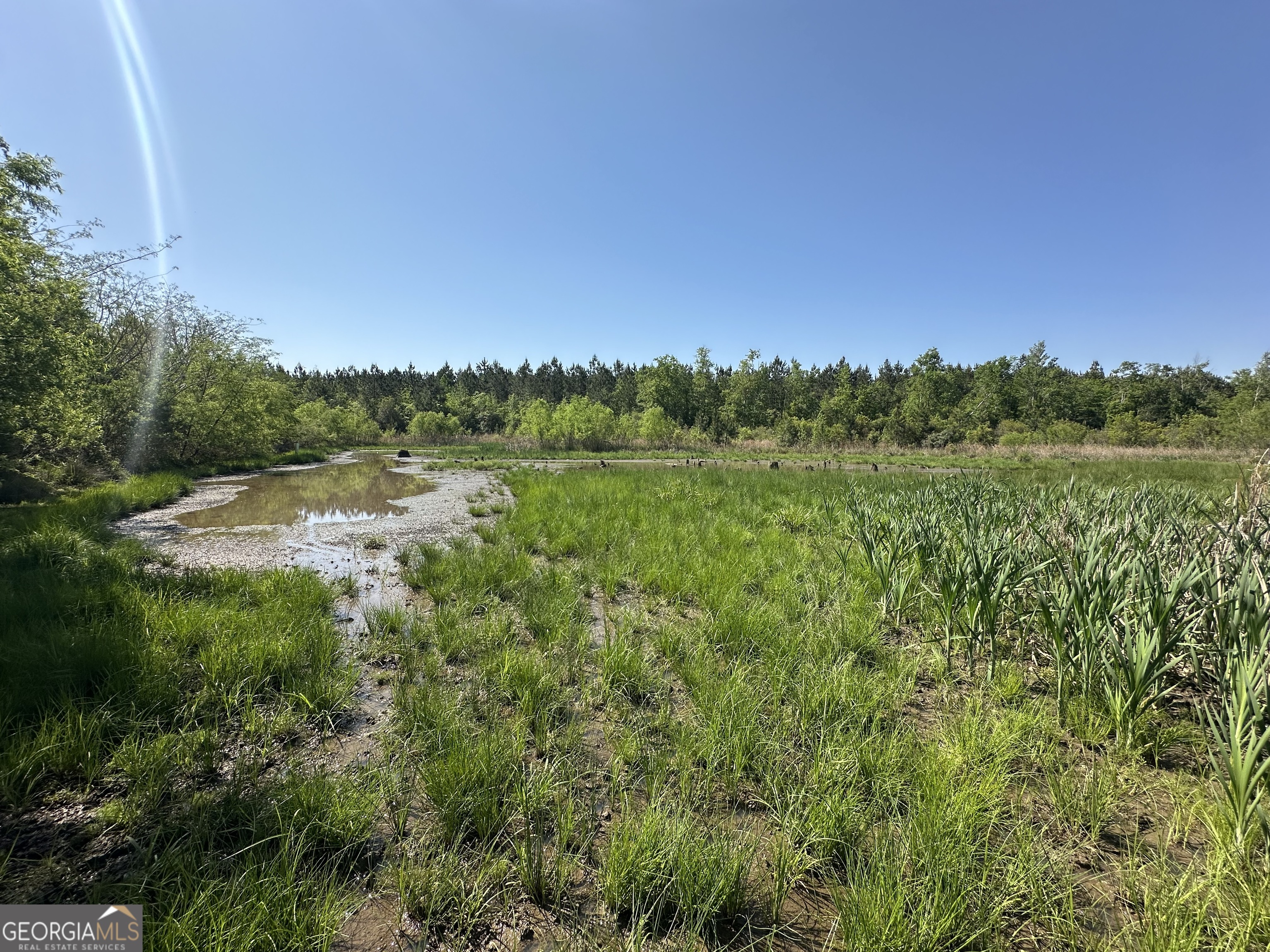 0 Sardis Church Road Kite, GA 31049 - Photo 8 of 8 a view of a lush green forest with lots of green space
