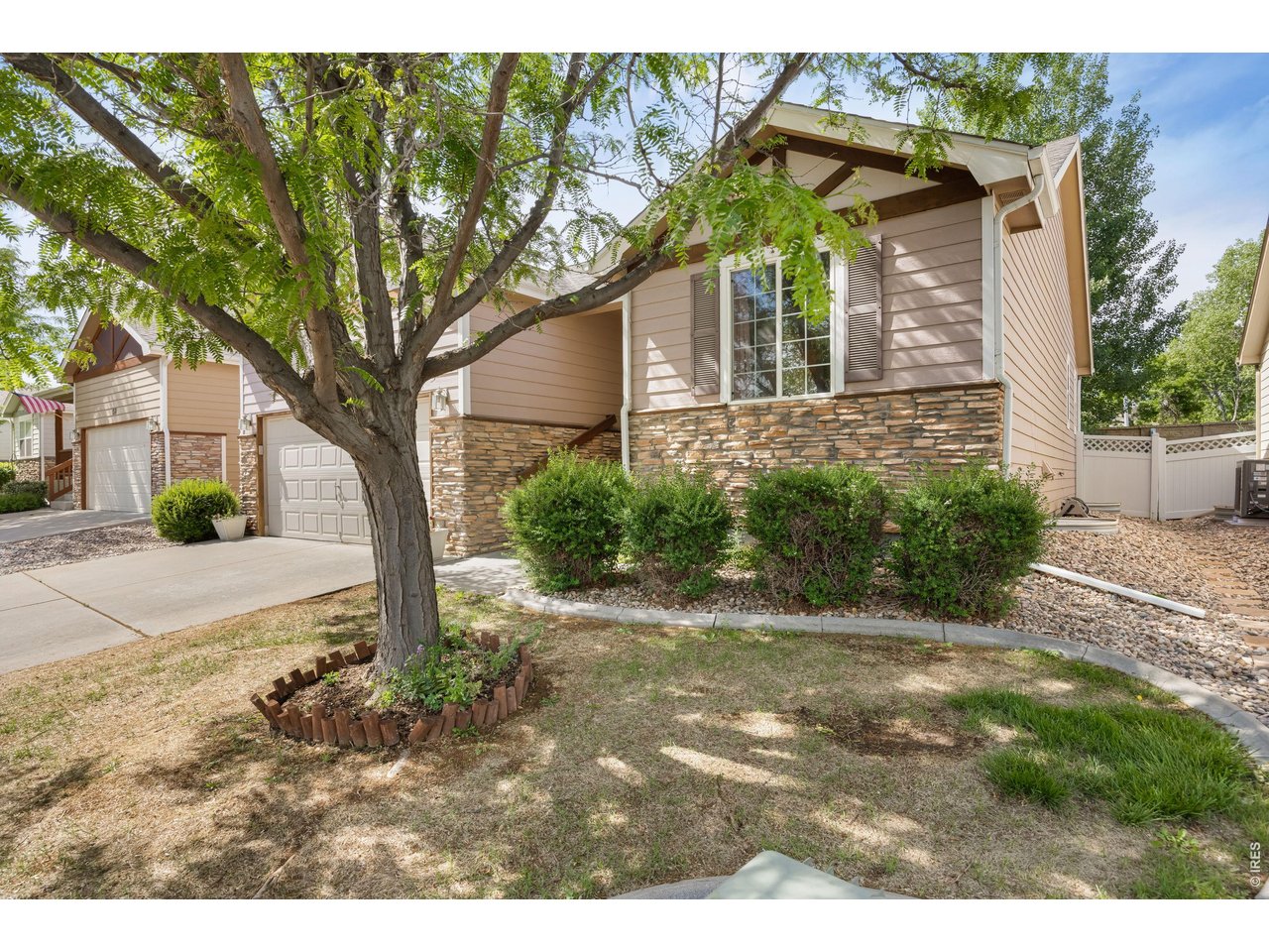 148 Beacon Way Windsor, CO 80550 - Photo 4 of 36 Side exterior perspective highlighting the mature front tree, ranch architecture, stone wainscoting, established shrubs, and concrete landscape edging.