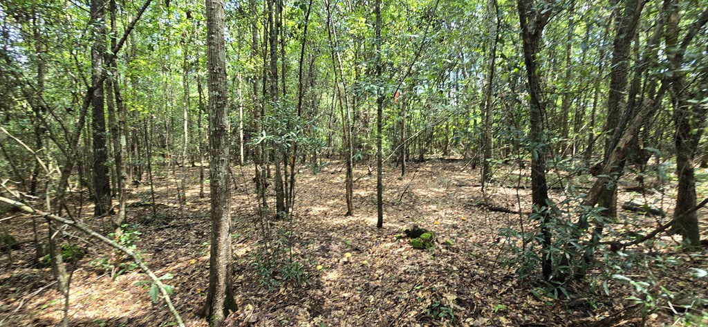 4739 Wallace Buie Road Columbia, AL 36319 - Photo 5 of 54