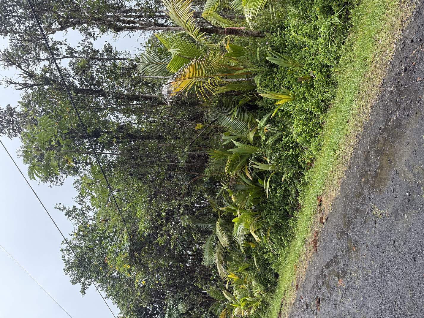 57 Seaview Road Pahoa, HI 96778 - Photo 5 of 6