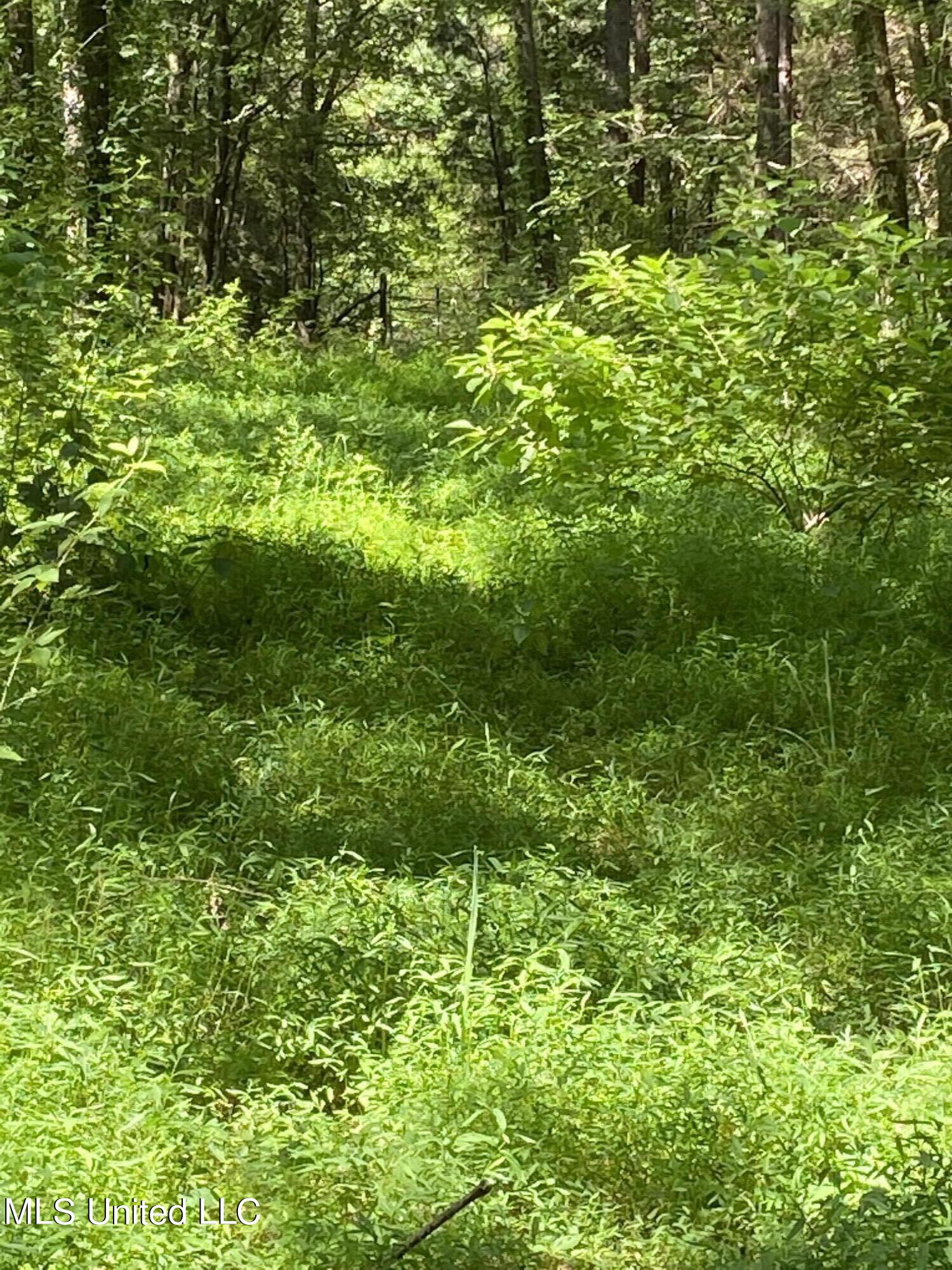 0 Franks Road Coldwater, MS 38618 - Photo 6 of 11 2022-06-20 10.30.41
