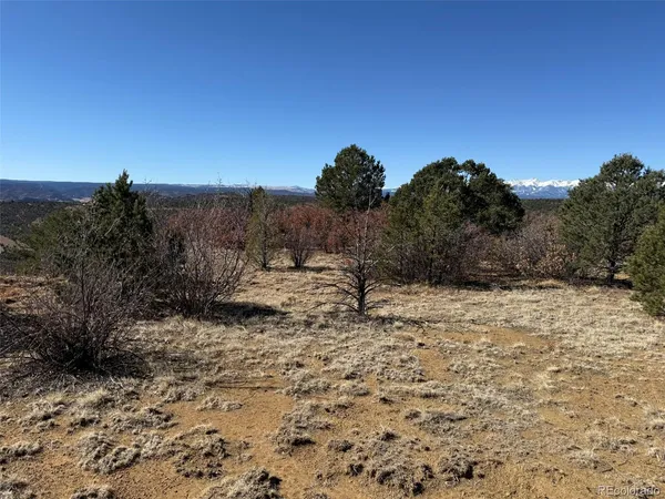 a view of a dry yard with a tree