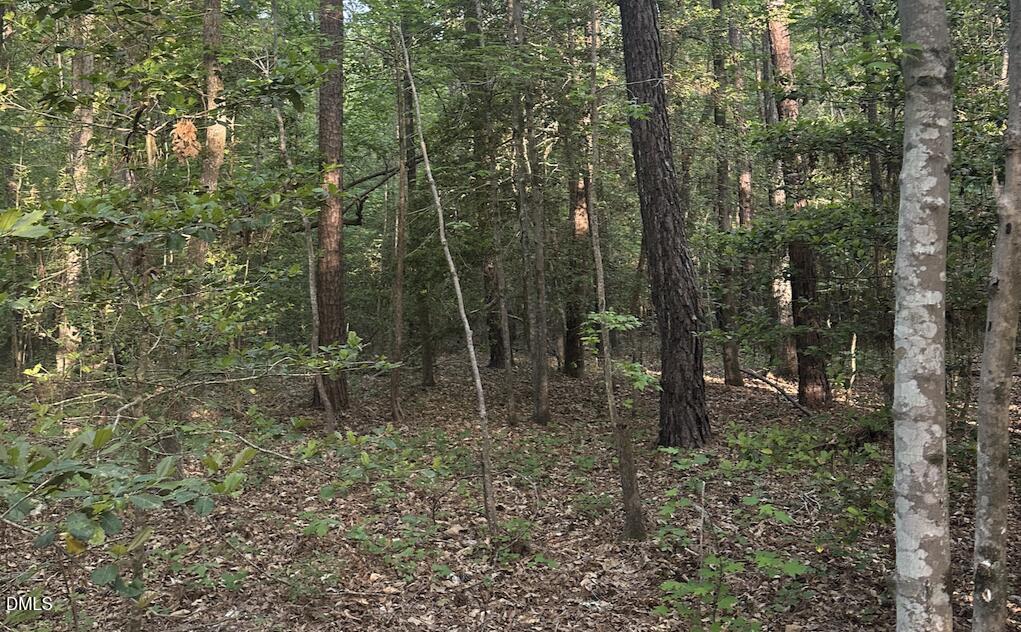 0 L L Cooper Road Cameron, NC 28326 - Photo 11 of 17 a view of a forest with trees in the background