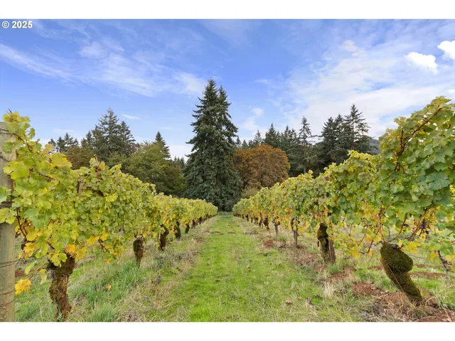 a view of outdoor space and green space