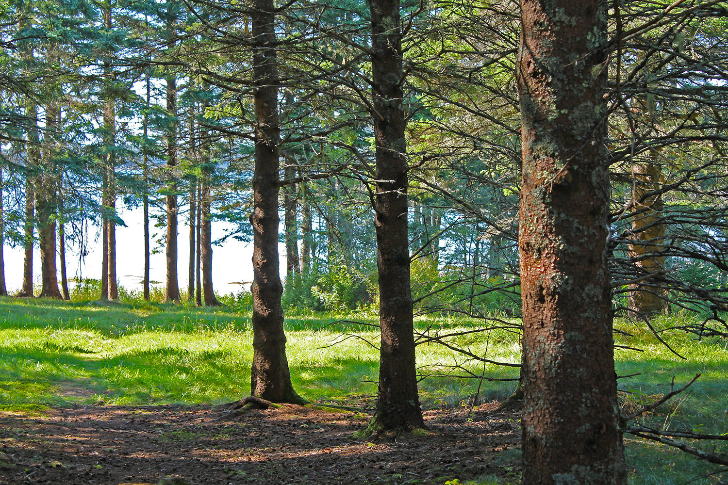 113 Lopaus Point Road Bernard, ME 04612 - Photo 22 of 23 ThroughTheTrees