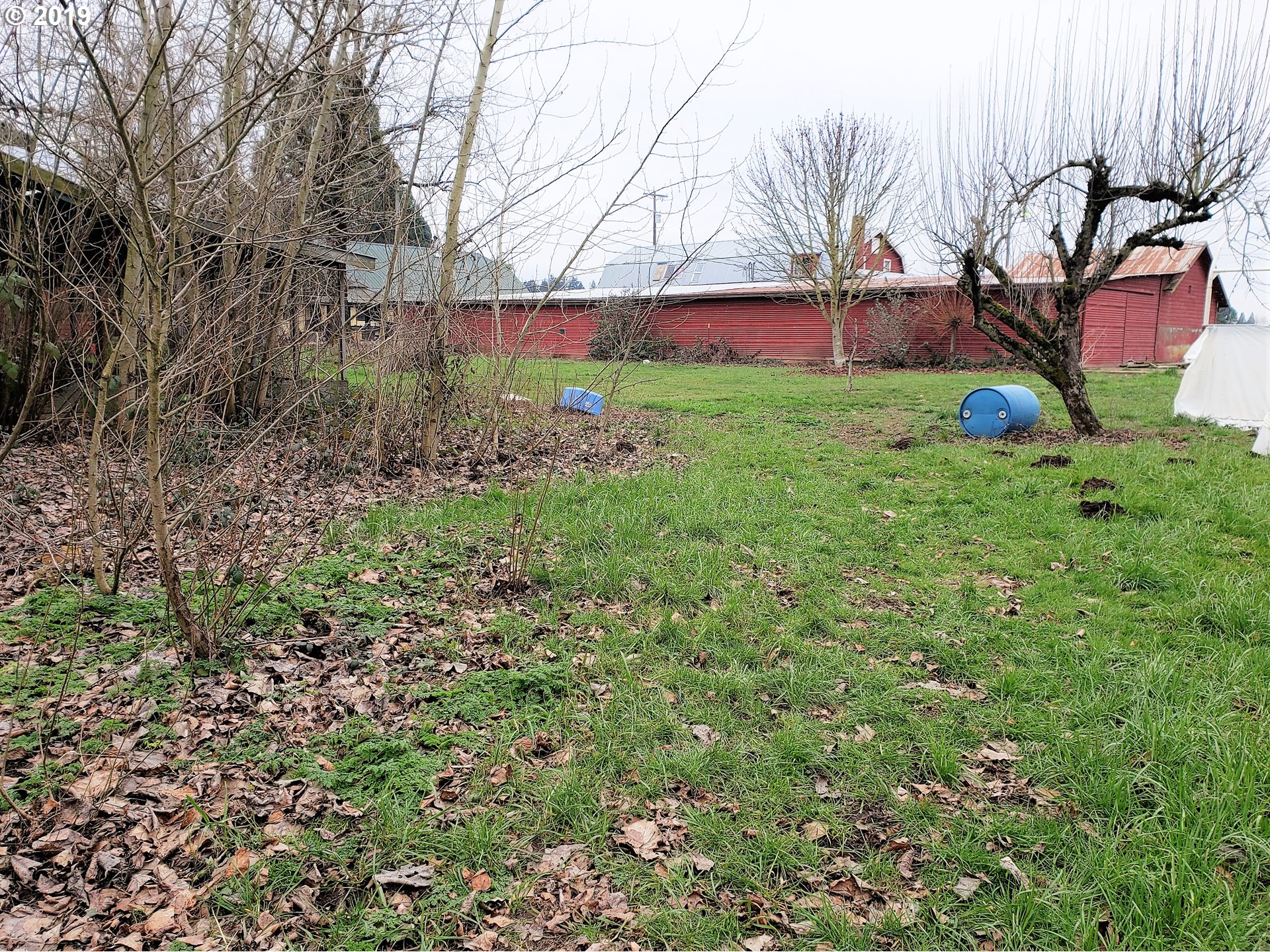 17874 Shank Road Northeast Hubbard, OR 97032 - Photo 4 of 17 a view of a yard with plants and large trees