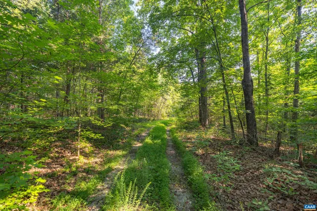 a view of a lush green forest