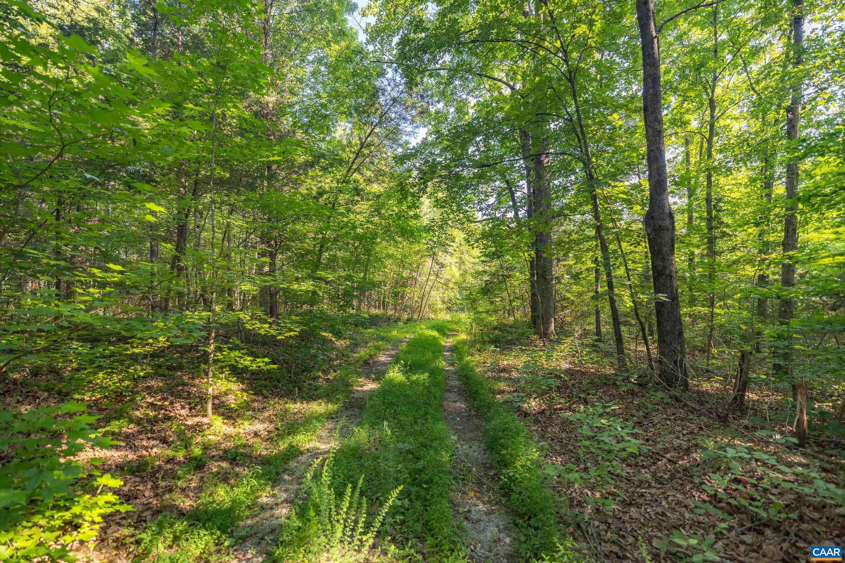 Lot 2 Stag Road Bremo Bluff, VA 23022 - Photo 5 of 21 a view of a lush green forest