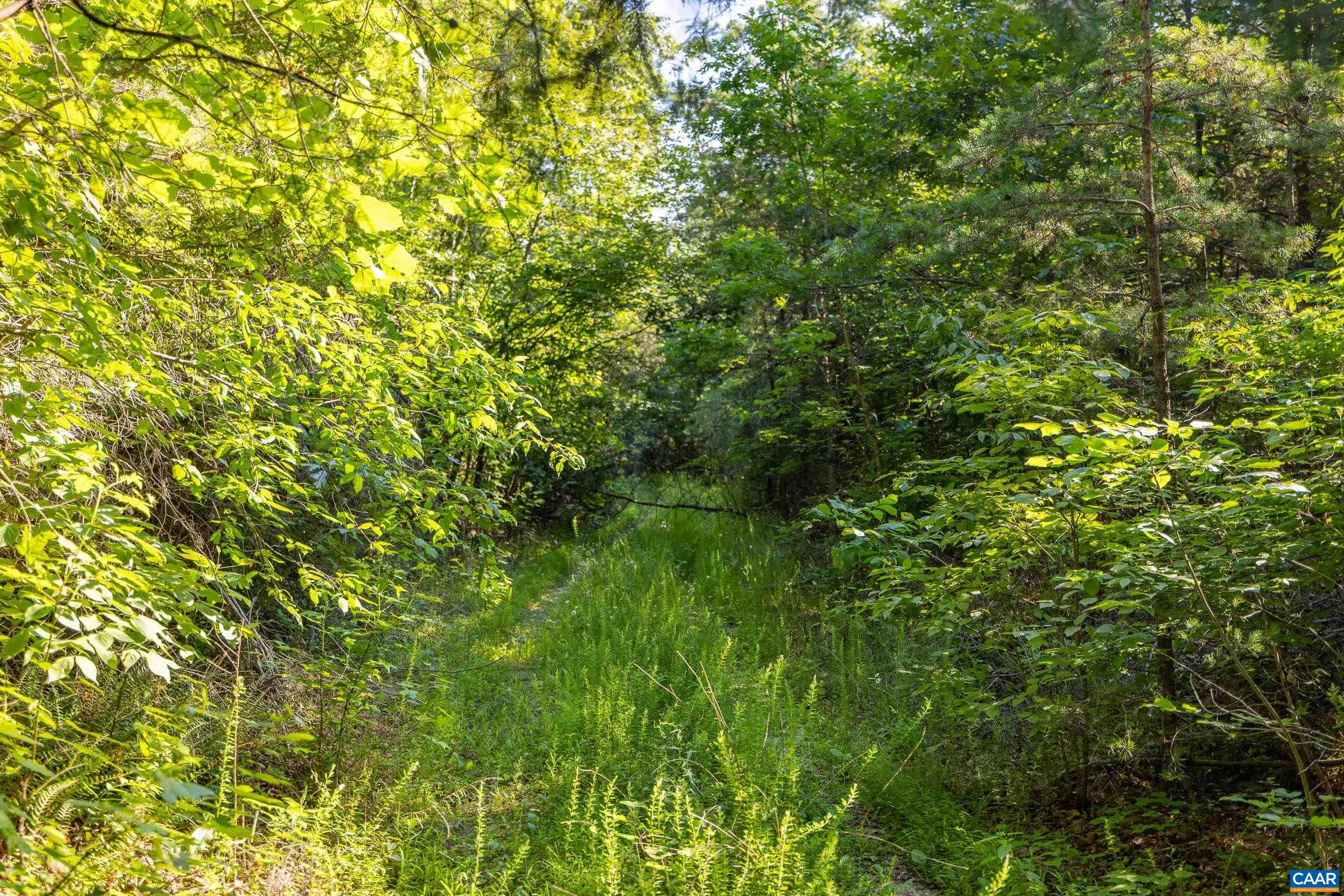 Lot 2 Stag Road Bremo Bluff, VA 23022 - Photo 8 of 21 a view of a lush green forest with large trees