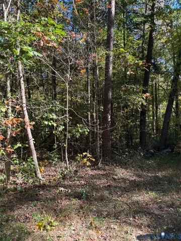a view of a forest with trees