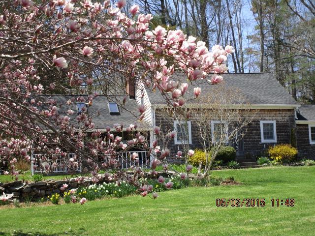 Magnolia and front of house