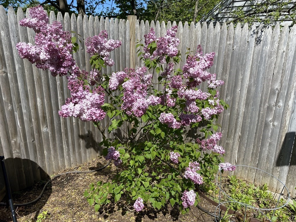 7 Florence Road Waltham, MA 02453 - Photo 29 of 32