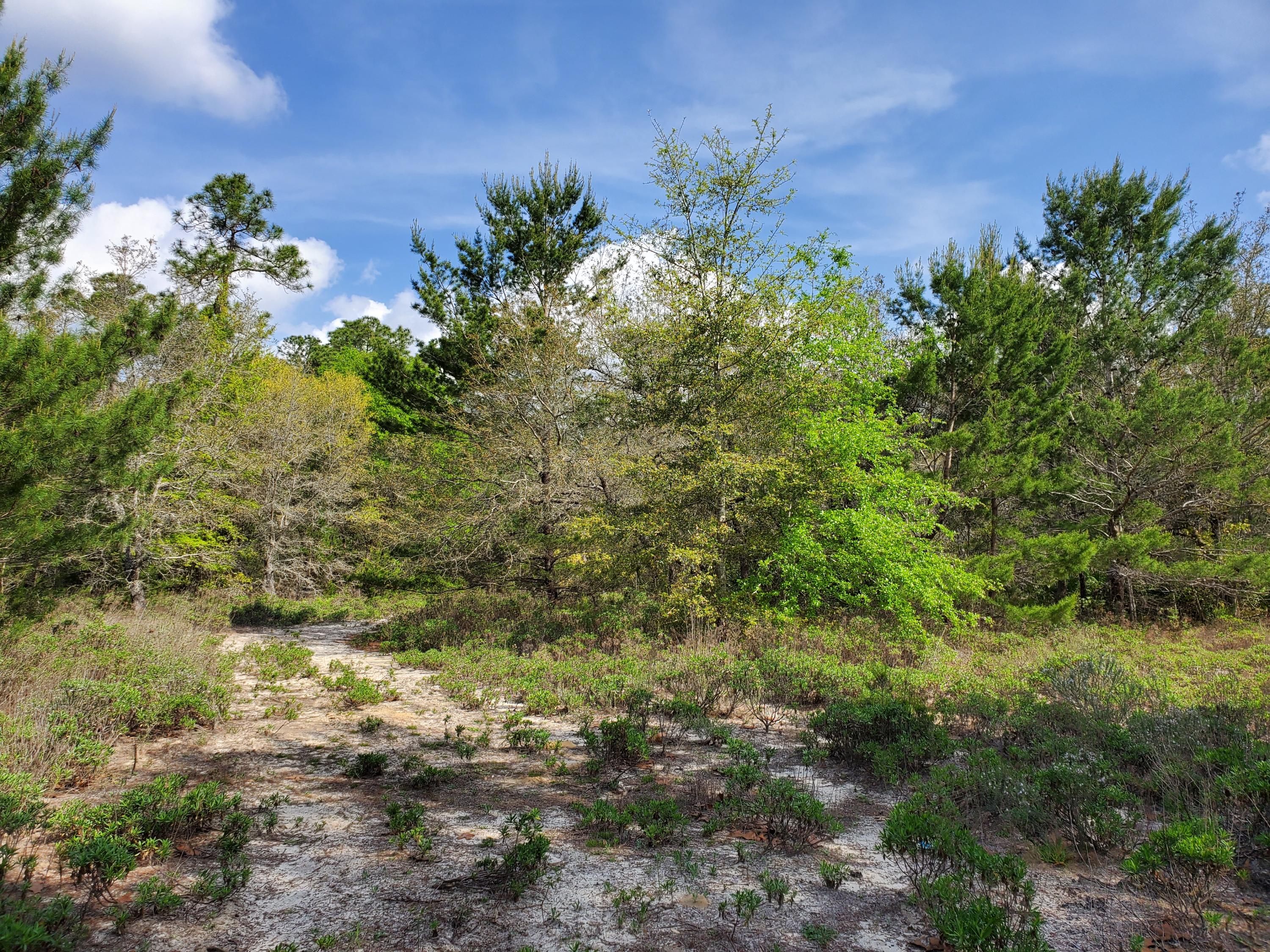 2-3 Turkey Bluff Road Navarre, FL 32566 - Photo 6 of 7 Partially Cleared