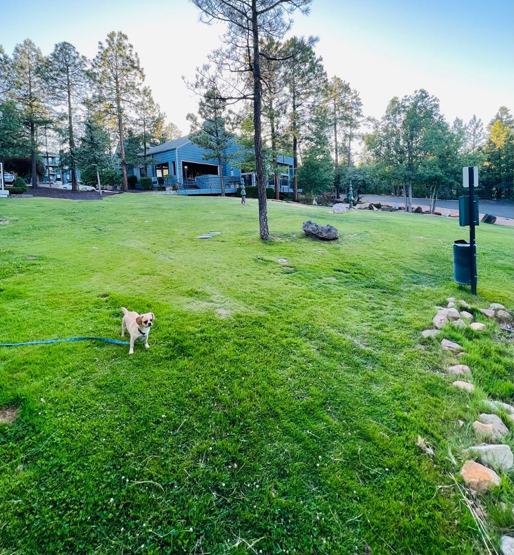 2600 South White Mountain Road Show Low, AZ 85901 - Photo 21 of 23 a house view with a garden space